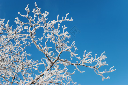 美丽的冬天背景树枝覆盖着蓝色天空的白全冻霜图片