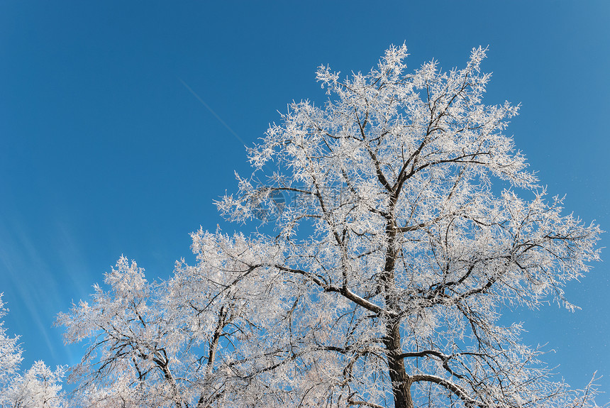 冬树覆盖着白霜在清蓝的天空中图片