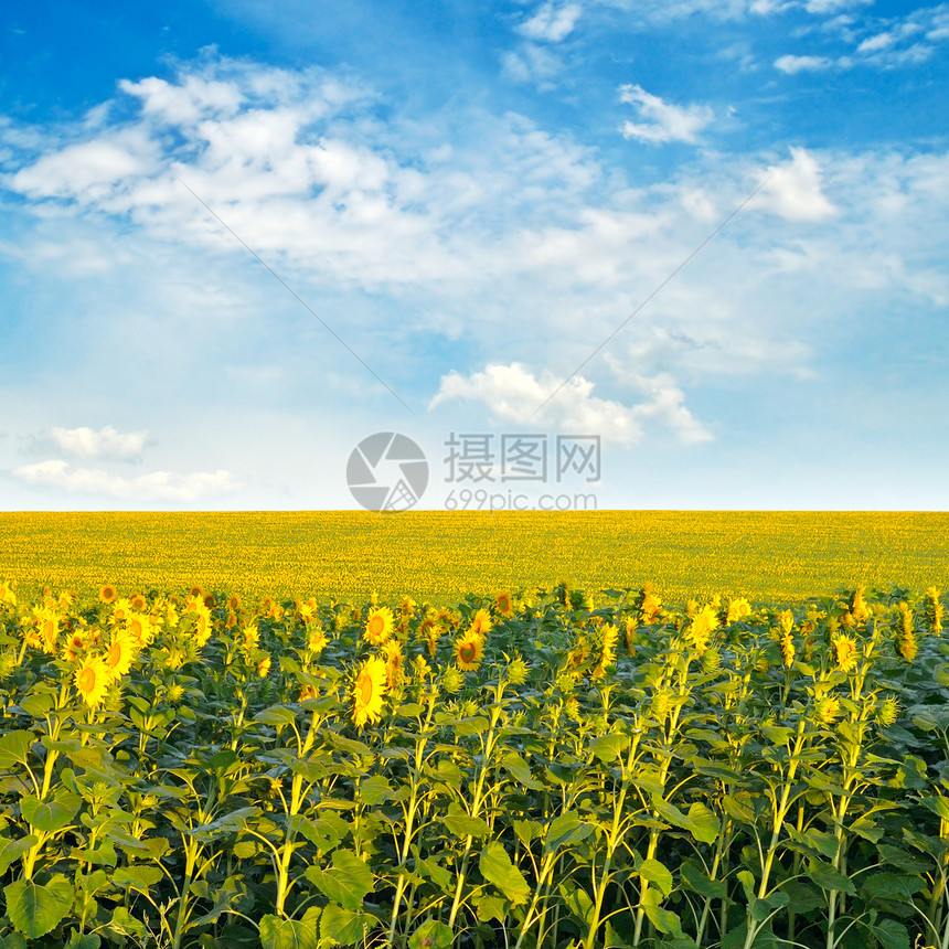 田地上有开阔的向日葵和阴云天空图片