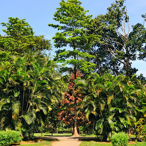 热带棕榈树和城市公园中其他低落树木图片
