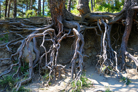 光根节森林中强大的裸木根背景