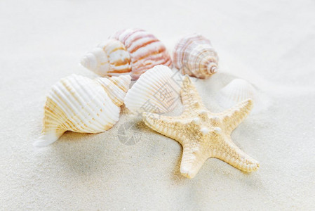 海沙背景上的若干蛤和海星图片