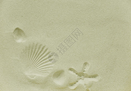 美丽的背景扇贝壳和海星鱼在清洁砂上印有文字空间背景图片