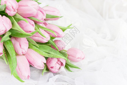 鲜的粉红郁金香花束朵上面布满露水滴紧贴着拉西纺织品图片