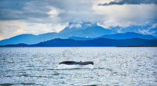 在阿拉斯卡的泥滩上猎座头鲸图片