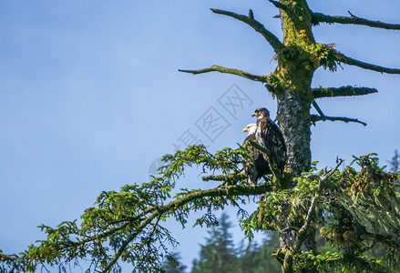 美国秃鹰站在树枝上图片