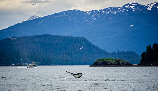 在最喜爱的阿拉斯卡频道观看鲸鱼高清图片