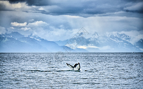 须鲸在阿拉斯卡的泥滩上猎座头鲸背景