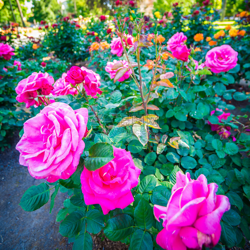 萨哈拉门托加里弗尼亚的玫瑰花园植物图片