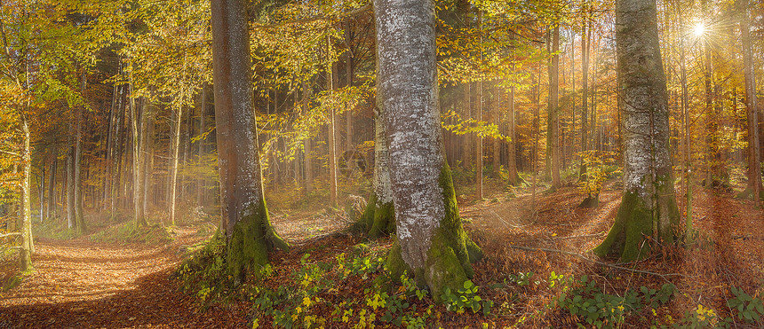 由温暖的阳光照耀森林色彩多全景在巴伐利亚地区德国在一个可爱的奥克托白日图片