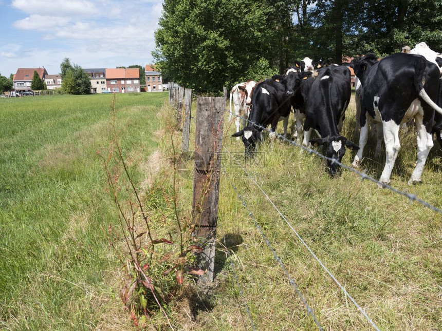 奶牛站在农村的草地上图片
