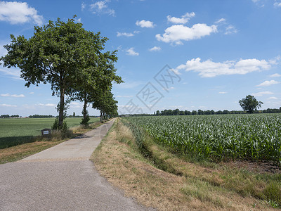 的蚂蚁以北靠近Wustwezl附近的乡村公路和玉米田图片
