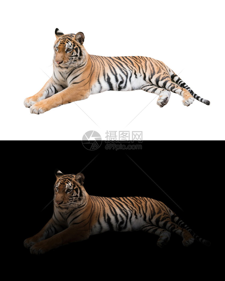 黑暗和白色背景中的雌老虎图片