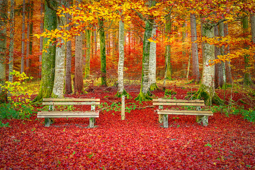美丽的秋天风景有一个完美的地方可以放松两张木凳被秋天的装饰所包围落下的叶子和多彩树木图片
