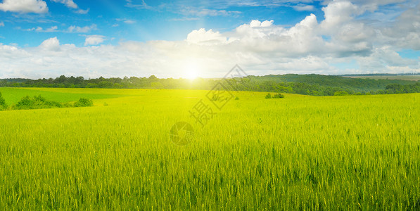 小麦田和蓝天日出图片