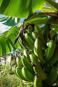 热带环境中的香蕉树东岛吉莱香蕉树高清图片