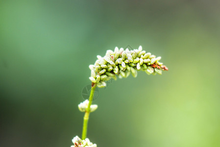 白麦花图片