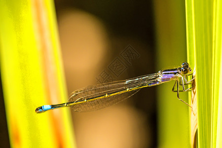 蓝尾的青昆虫年轻昆虫图片