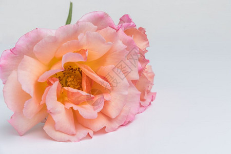 粉红玫瑰花的爱情概念图片