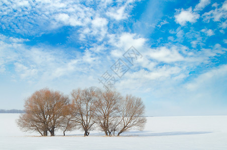 雪中覆盖的田地和树木高清图片