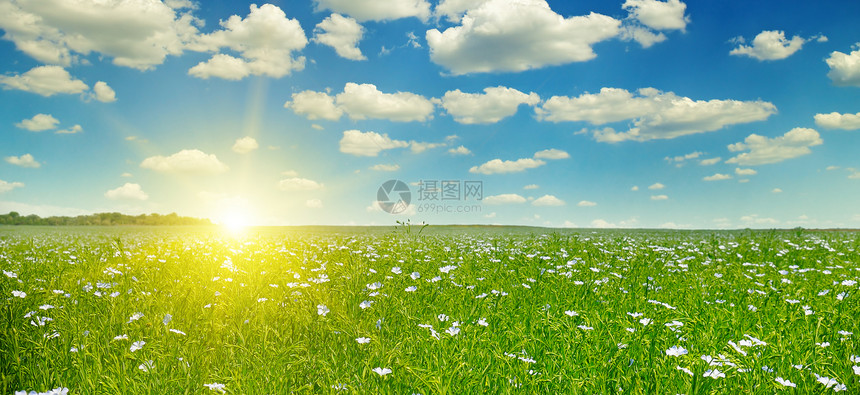 田野中有花状的松露和在蓝天上的日出图片