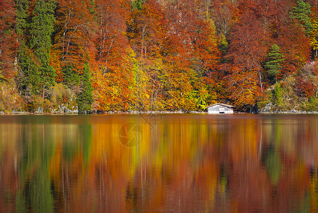 树上有落叶颜色和白木屋照在德国大教堂的阿尔普西湖水中图片