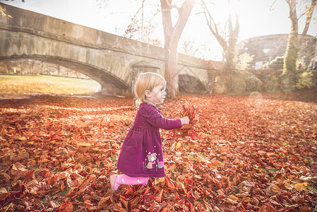 金发小女孩带着一帮多彩的叶子快乐地跑来去享受秋天的美景在清晨阳光下图片