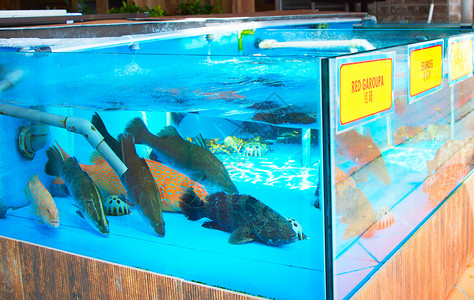 海鲜餐厅水族馆大量活鱼背景图片