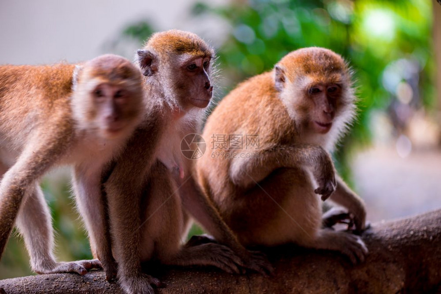 三只猴子坐在热带树枝上图片