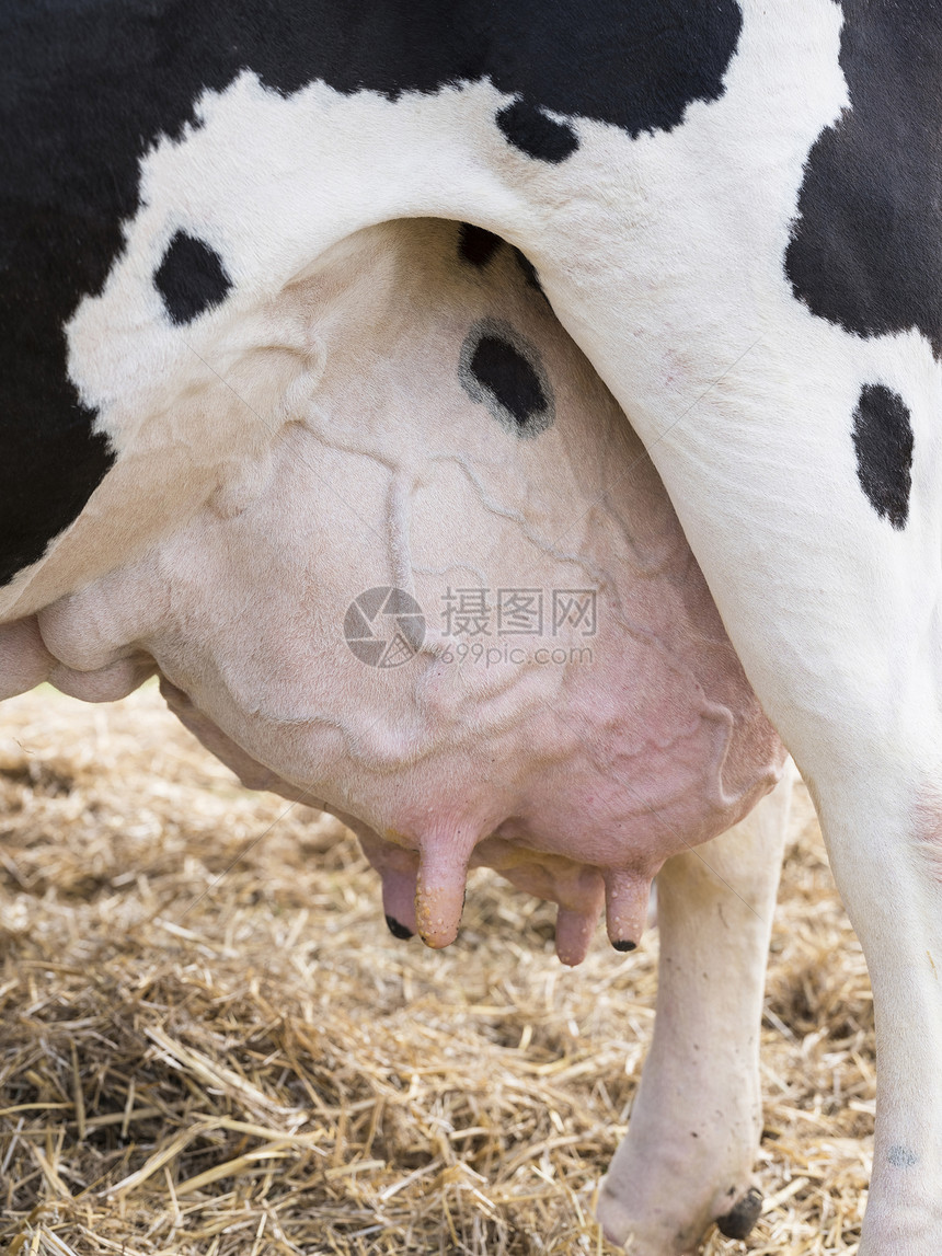 奶牛肿胀的乳房图片