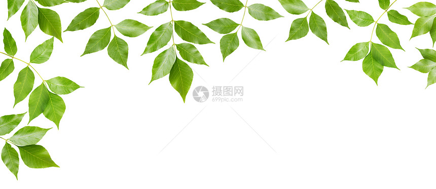 带有绿色叶子在白背景上隔离的树枝分支图片