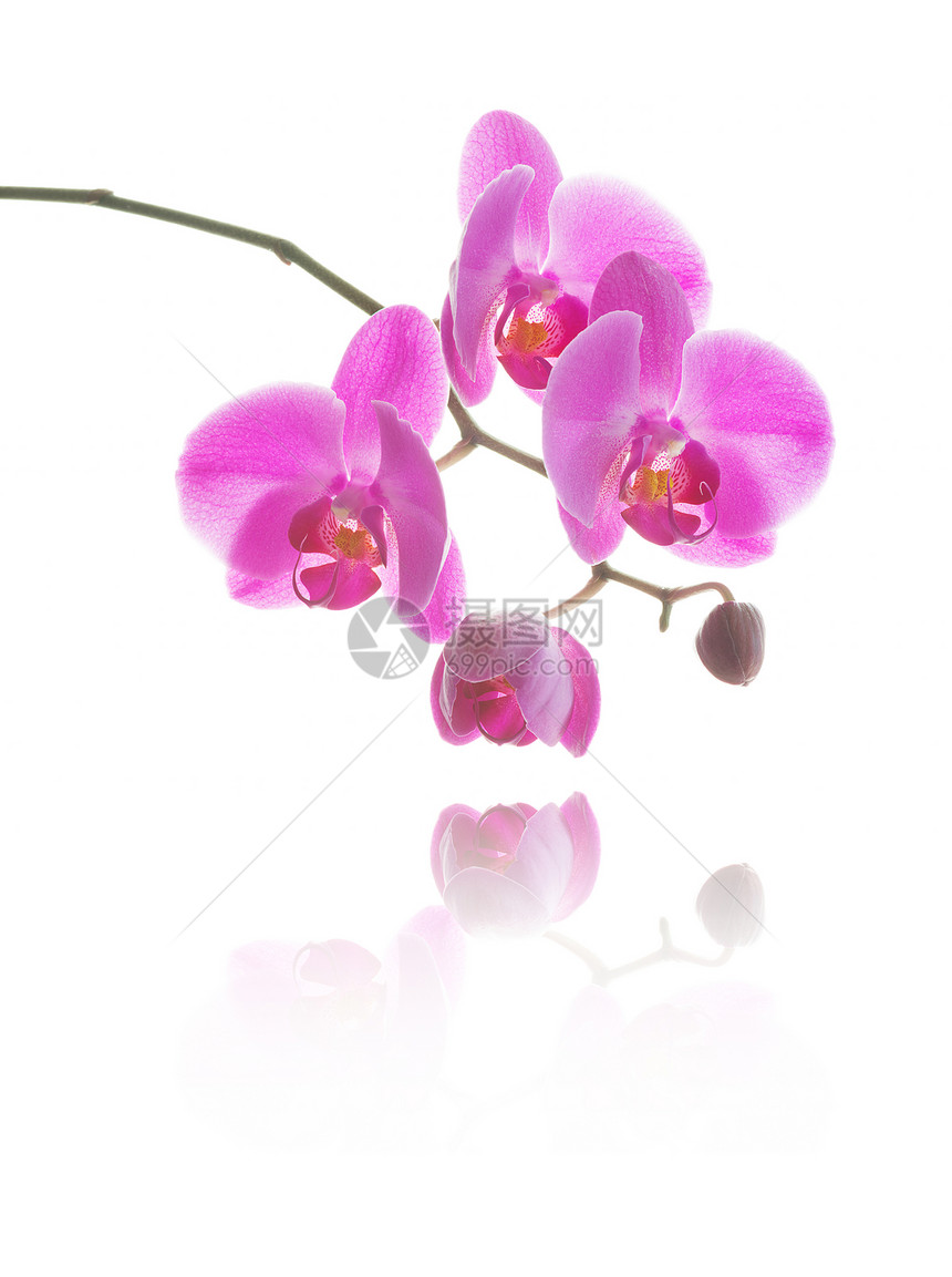 美丽的粉红兰花白色背景上隔绝的反光图片