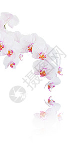 带条形白兰花和粉红的垂直横幅品种图片