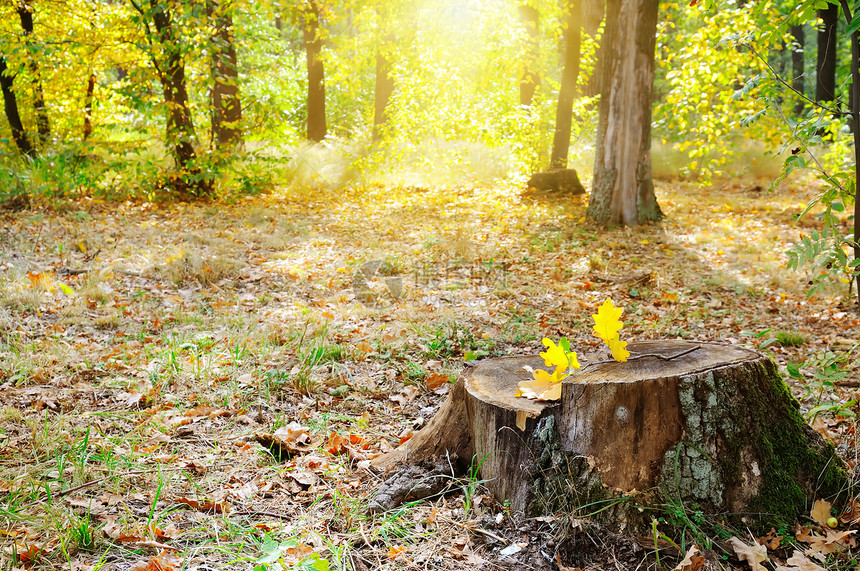 秋天公园的旧树桩图片