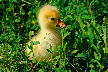 绿草坪上的小黄鹅图片