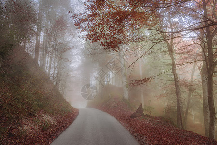 秋天的景象由山路穿越的多彩森林被环绕在奥氏薄雾中德国大惊小怪图片