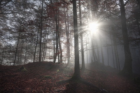 以秋色的影子森林以一些阳光照耀的秋色穿透了晨雾以大惊小怪的德国图片