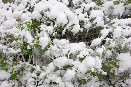 鲜雪下的绿树叶图片