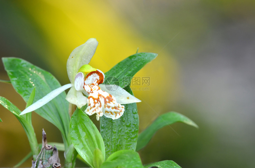 在泰国的野兰花图片