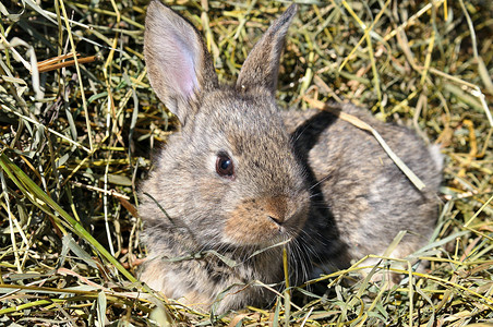 以干草为背景的宠物兔子图片