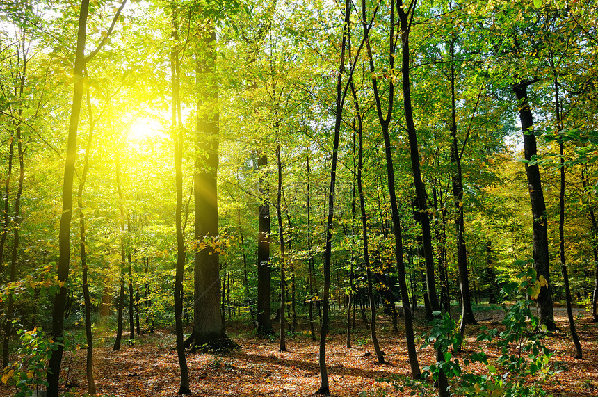秋天森林黄叶和太阳落山图片