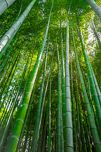 荒山竹林在佐加诺京都日本荒山竹林京都日本图片