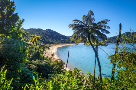 亚伯塔斯曼abeltsmn公园白色沙滩和绿海新西兰背景