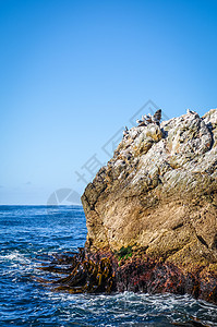 海狮在新西兰Kaikour湾的岩石上海狮在Kaikour湾的岩石上图片
