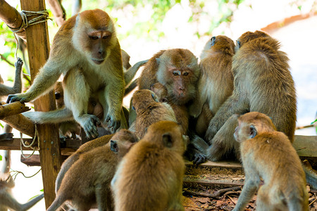 在野外猴子相聚在野外背景图片