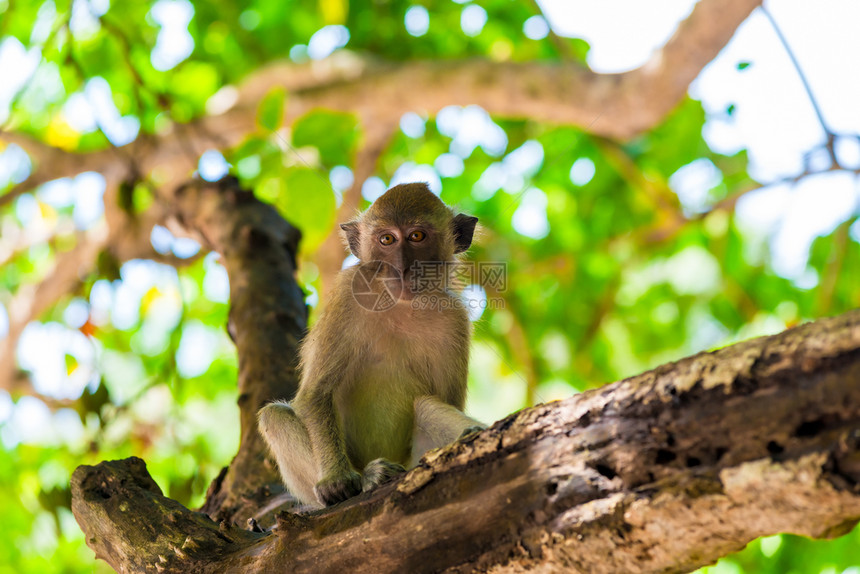 猴子坐在树上看框架图片