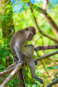 一只悲伤寂寞的猴子坐在树荫下的篱笆上图片