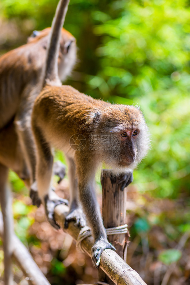 两只猴子在篱笆上Krabi泰国图片