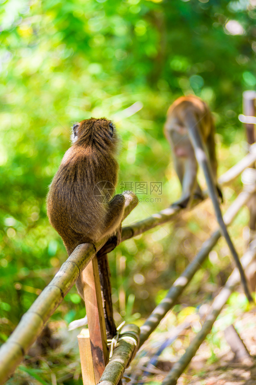 从背面看自然的围篱上猴子图片