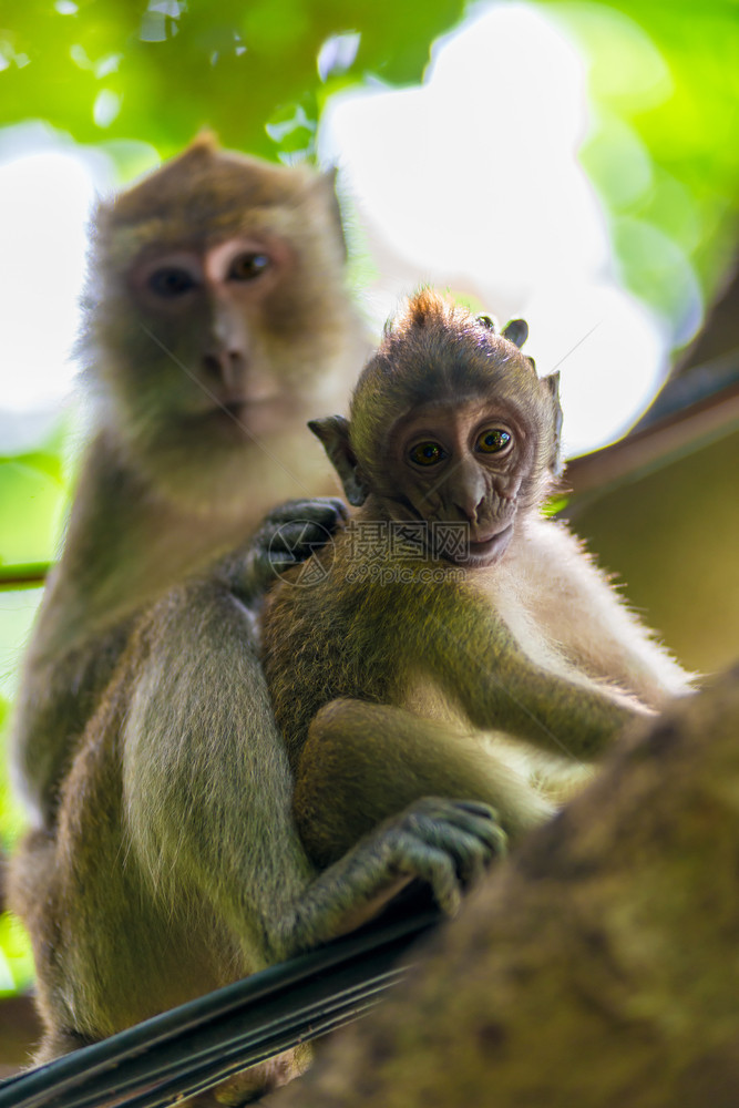 妈和小猴子在野生树上图片